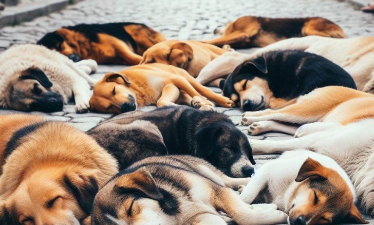 Telangana: 20 stray dogs found shot dead in Mahbubnagar district, 5 more wounded, case registered
