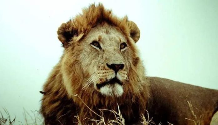 West Bengal: VHP moves Calcutta HC over lioness named 'Sita' being housed with lion named 'Akbar'