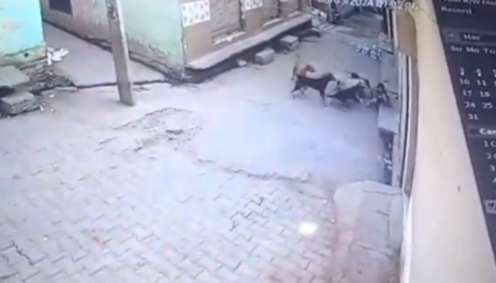 Pack of stray dogs attack and drag 5-year-old girl in Uttar Pradesh’s Amroha, rescued by locals