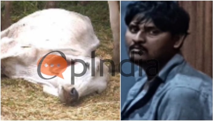 Mumbai: Naim Qureshi slaughters cow breed in Kashigao area, detained; search underway for two other involved