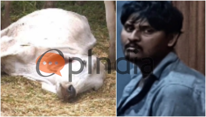 Mumbai: Naim Qureshi slaughters cow in Kashigao area ahead of Eid, detained, search underway for two other involved