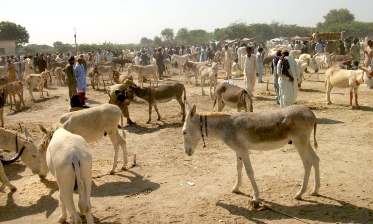 Pakistan: Donkey population booms amid slowdown in the economy, reaches 5.9 million