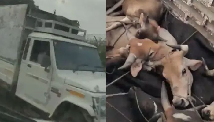 Haryana: Cattle smugglers open fire in Nuh at people trying to protect cows from slaughter, cow protector Sonu Yadav alias Sarpanch suffers bullet injury