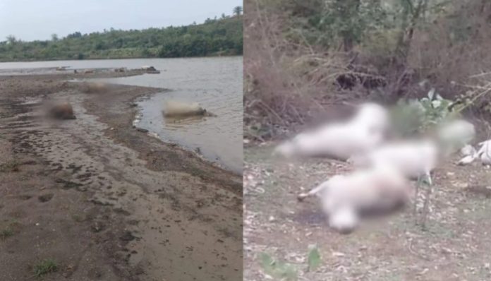 Madhya Pradesh: 53 cow slaughter remains found in Seoni post-Bakrid, heads severed, thrown in sacres water of Wainganga river; Hindus demand action