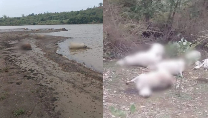Madhya Pradesh: Dozens of cow carcasses discarded in Seoni post-Bakrid, remains thrown in Wainganga river, Hindus demand action