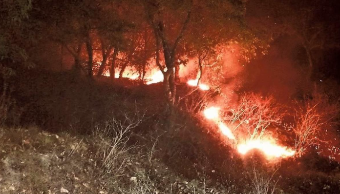 Almora experienced the highest number of fatal forest fires in 2024.