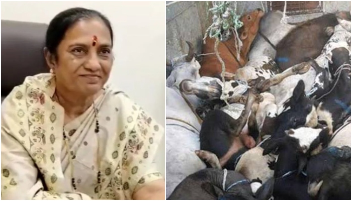 Maharashtra: BJP shares audio, slams INC MP Shobha Bachhav for ‘supporting cow slaughter’ for Eid, asks if that is the payback for ‘Vote Jihad’