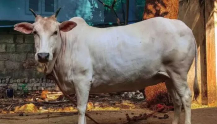 Punjab: 3 Christians arrested for slaughtering and selling cow meat in Amritsar, 160 kg beef recovered