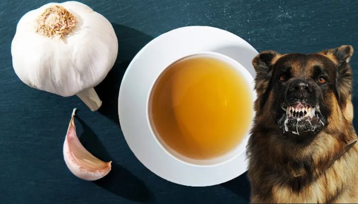 Herbal influencer suggests garlic juice cure for rabies: Doctors ...