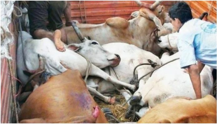 Uttar Pradesh: Cow smuggling racket busted in Chandauli, 6 face arrests after looting a cattle-loaded truck, details