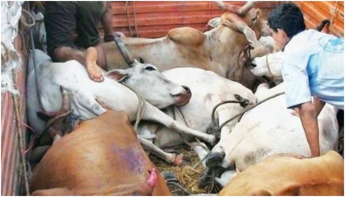 Uttar Pradesh: Cow smuggling racket busted in Chandauli, 6 arrested for looting a cattle-loaded truck