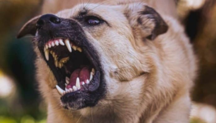 4-year-old dies after bitten by stray dog in Bhiwandi, MLA Rais Shaikh holds Municipal Corporation responsible, demands FIR