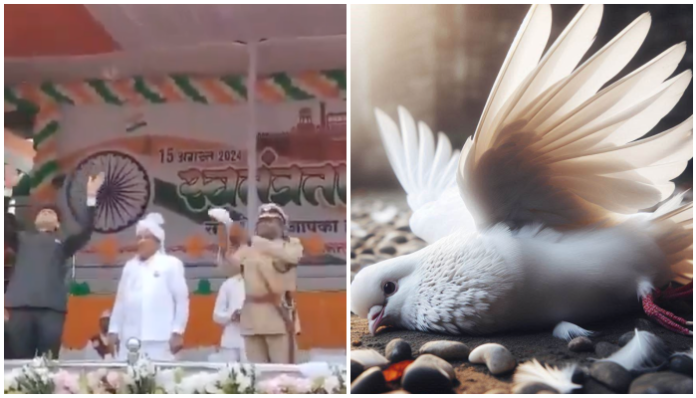 SP demands action after pigeon fails to fly during August 15 celebrations