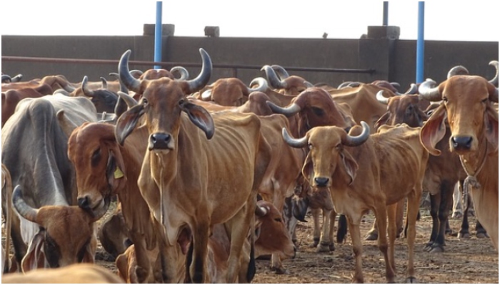 Maharashtra government grants cows the status of ‘Rajya Mata Gaumata’, cites its cultural importance