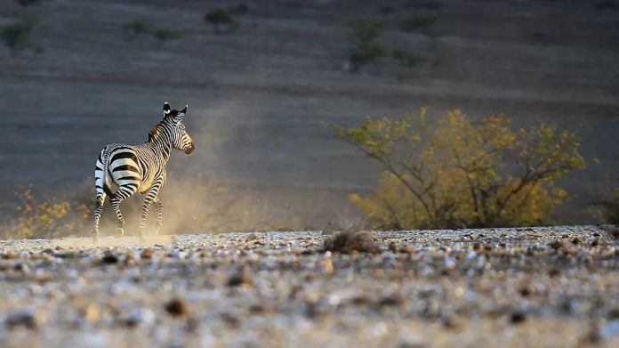 Namibia cull animals