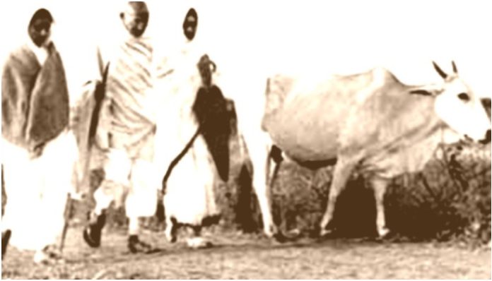 MK Gandhi was against cow slaughter and supported cow protection- but with a shade of Muslim appeasement!