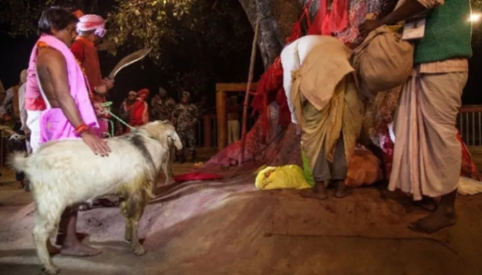 Representational image of animal sacrifice in temple from Law Chakra