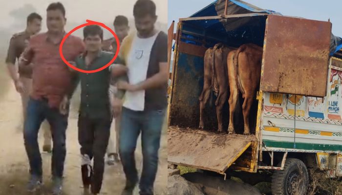 UP Police arrests five cow smugglers in Muzaffarnagar, including one linked to Azad Samaj Party