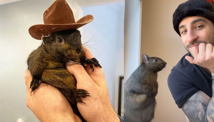 New York officials seized social media star Peanut the squirrel from its owner and killed it, becomes a political issue days before presidential elections
