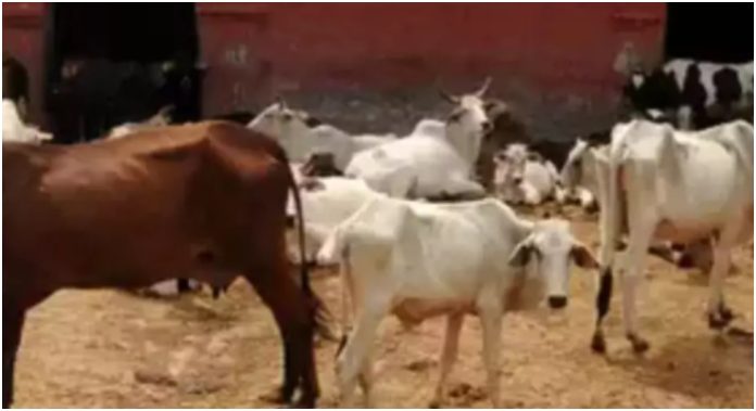 Haryana Court highlights improper execution of anti-cow slaughter law