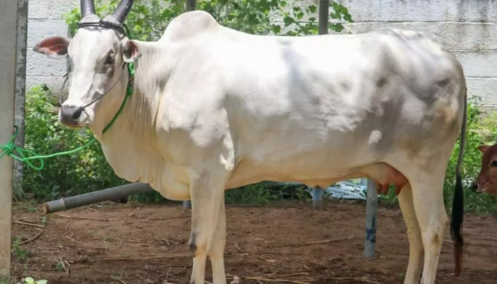 Head cut off, stomach ripped open and udders removed: Karnataka witnesses third horrific incident of cow mutilation