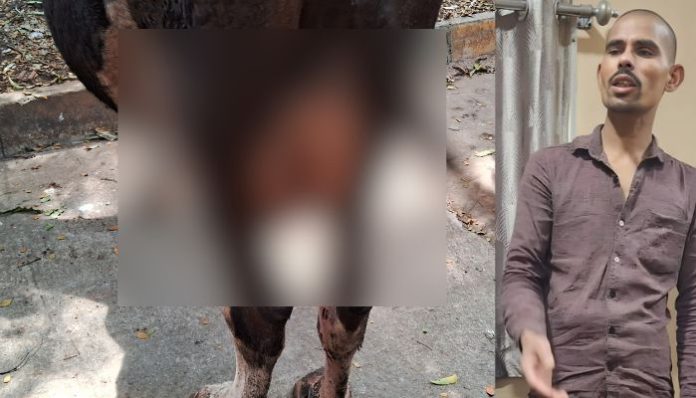 Muslim man arrested in Bengaluru for severing udders of cows