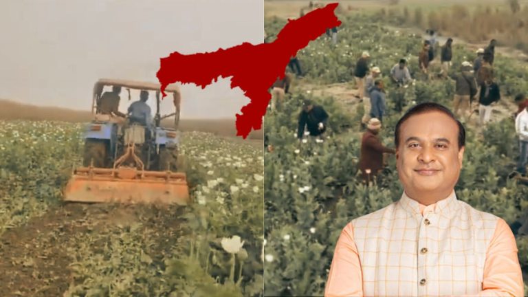 Assam: 170 bighas of poppy cultivation worth crores destroyed by government