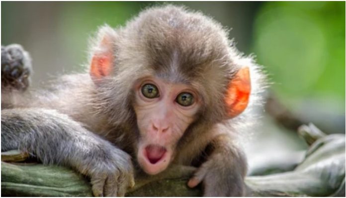Monkey chaos in Sri Lanka: Country faces blackouts, scheduled power cuts as monkey disturbs electricity grid transformer
