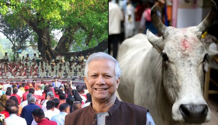 Bengali New Year being converted to Islamic festival in Bangladesh? Extremists issue threats to slaughter 100 cows, Yunus regime brushes it off