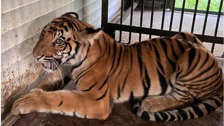 All zoos and safari parks in Uttar Pradesh temporarily closed after tigress Shakti dies from Avian influenza in Gorakhpur zoo
