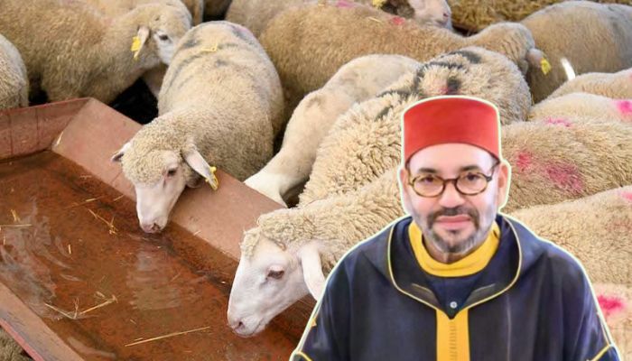Morocco, with 99% Muslim population, bans animal slaughter on Bakrid – Read why King Mohammed VI has taken this unprecedented step
