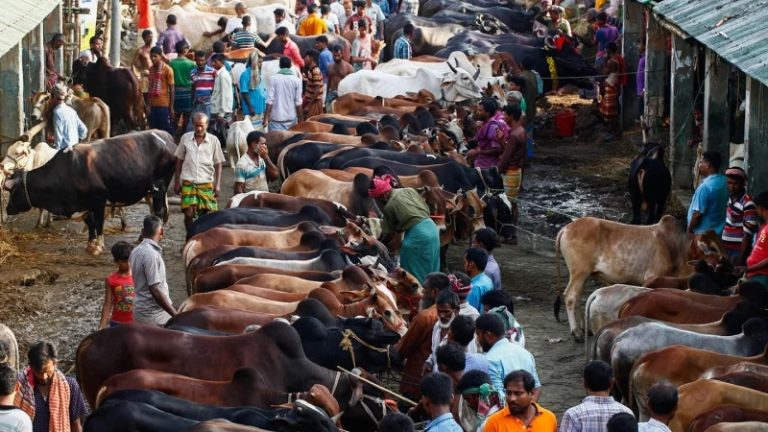 Ahead of Eid-ul-Azha, cattle smuggled from India largely missing in Bangladesh markets this year due to enhanced border vigilance: Reports