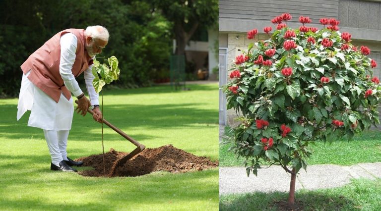 World Environment Day: PM Modi plants ‘Sindoor’ sapling presented by women who had rebuilt Bhuj airstrip in 72 hours during 1971 war