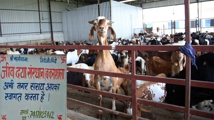Baghpat: People from Jain community save hundreds of goats ahead of Bakrid by purchasing them at higher prices