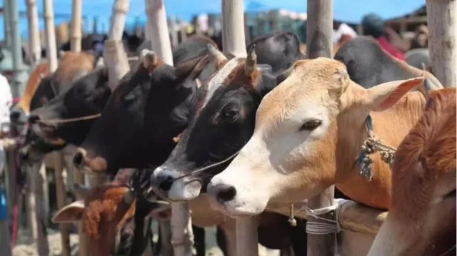 Assam: 16 Arrested For Illegal Cattle Slaughter During Eid