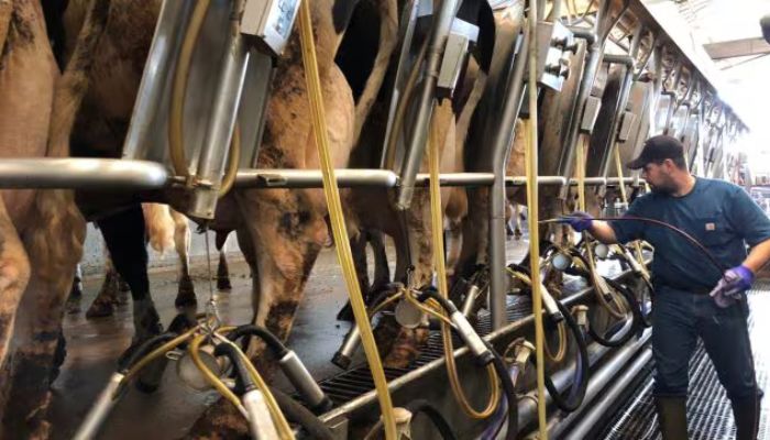 India says a strong no to ‘non-veg milk’: Know what is it, and why Modi government has a ‘non-negotiable red line’ on US dairy products in trade deal talks