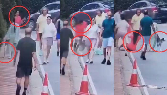 Video Shows Husky Attack in Gurugram, Sparks Outcry
