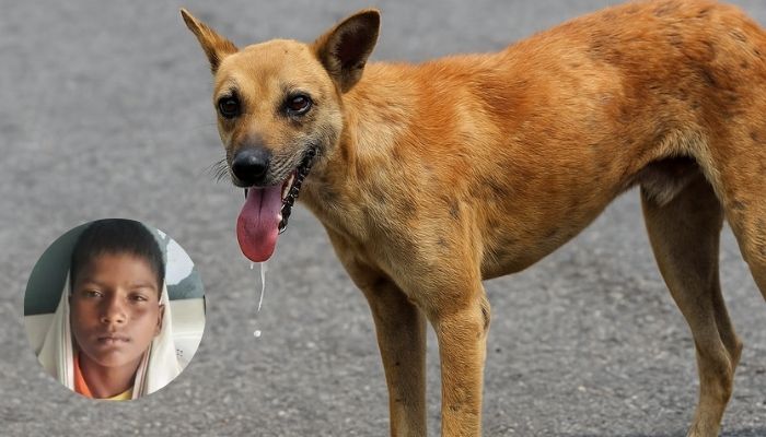 Dog Attacks Reported in Bihar and Karnal, Leading to Injuries