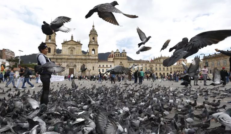 Bombay HC forms expert committee to assess public health impact of feeding pigeons after BMC banned pigeon feeding at Kabutarkhanas