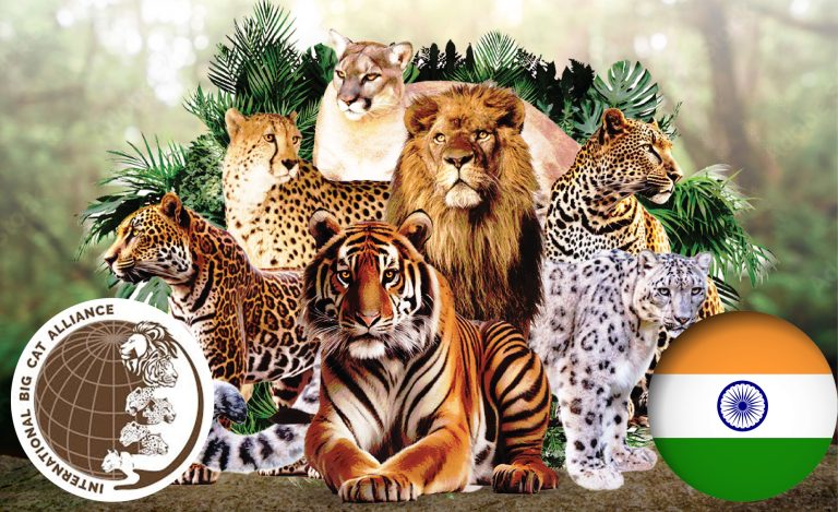 India extends privileges and immunities under UN Act to International Big Cat Alliance as per host country agreement