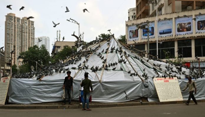 BMC covers Dadar Kabutarkhana after Bombay HC order banning pigeon feeding