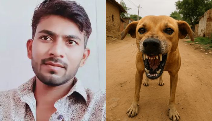 Noida: Health Dept Flags Dog Bite Hotspots Amid Rising Cases