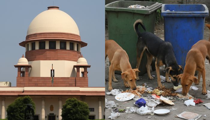 Delhi Dog Relocation Plan: Supreme Court Order Sparks Debate