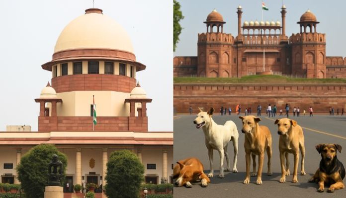 Supreme Court orders removal of stray dogs from Delhi-NCR streets