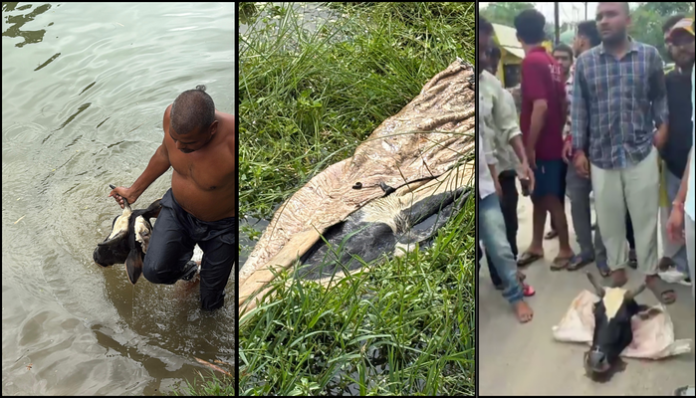 Severed body parts of a cow were found in a river.