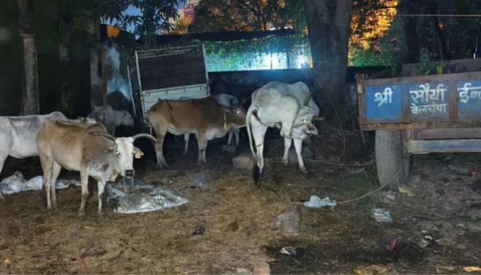 Police seized around 200 cows in Garhwa, Jharkhand, which were being smuggled.