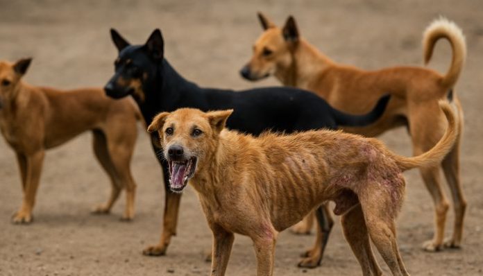 Coimbatore authorities confirm 25 stray dogs tested positive for rabies, sparking fears of outbreak and intensifying vaccination and sterilisation drives in city hotspots.