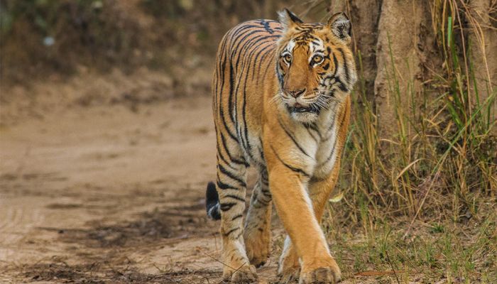 Tiger Population Soars in Uttarakhand Near Corbett Park