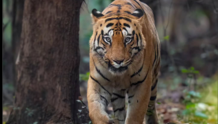 The legend of Chhota Makta.