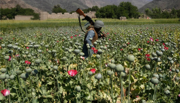 Opium cultivation area dropped by 20% in Afghanistan following Taliban's ban.